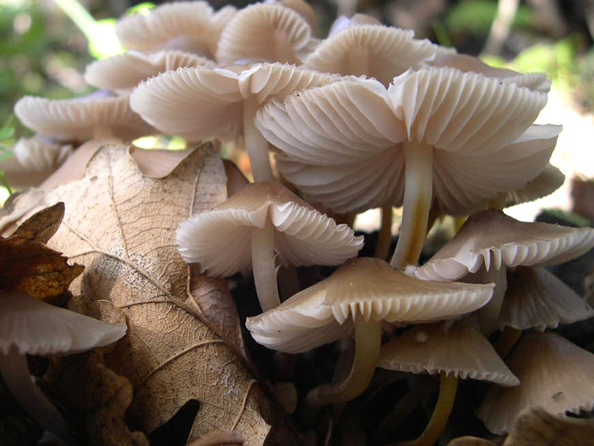 Scheda fotografica di Mycena galericulata